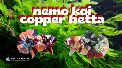 Sức hút khó cưỡng của dòng cá Nemo Koi Copper Betta tại Betta’s House