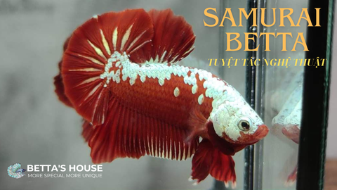 Vẻ đẹp độc đáo của dòng cá Samurai Betta – Tuyệt tác nghệ thuật trong thế giới cá cảnh