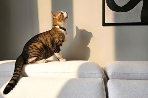 Sofa Cho Gia Đình Có Trẻ Nhỏ Và Thú Cưng: 5 Tiêu Chí Quan Trọng Khi Lựa Chọn