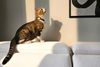 Sofa Cho Gia Đình Có Trẻ Nhỏ Và Thú Cưng: 5 Tiêu Chí Quan Trọng Khi Lựa Chọn