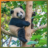 Vì sao bạn nên thăm công viên gấu trúc Thành Đô?