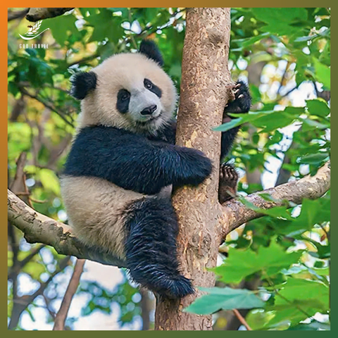 Vì sao bạn nên thăm công viên gấu trúc Thành Đô?