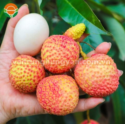 Vải Trứng Hưng Yên 2026 – Đặc Sản Mùa Hè Được Săn Đón Bậc Nhất