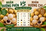 Nhãn đường phèn và nhãn Hương Chi khác nhau như thế nào? Nên chọn loại nào?