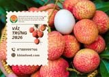 Vụ mùa Vải Trứng Hưng Yên năm 2026 sắp diễn ra - Được giá nhưng mất mùa
