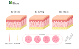 Giải Mã Quá Trình Lão Hóa Da - Vì Sao Da Già Đi?