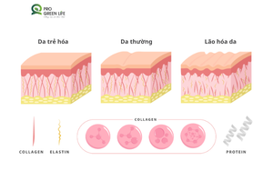 Giải Mã Quá Trình Lão Hóa Da - Vì Sao Da Già Đi?