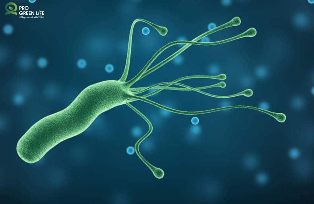 Heliobacter Pylori: Vi Khuẩn Sống Trong Dạ Dày Đáng Sợ Đến Mức Nào?