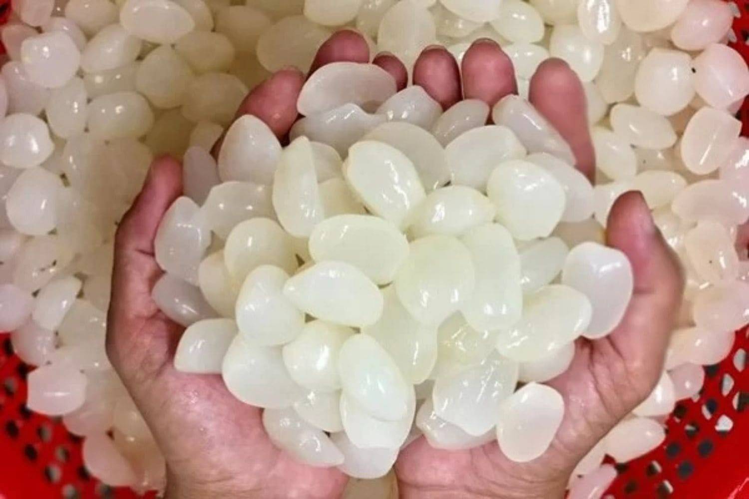 hạt đác là gì