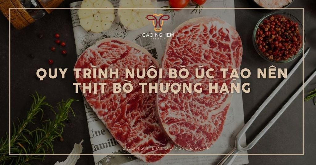 Quy trình nuôi bò Úc tạo nên thịt bò thượng hạng