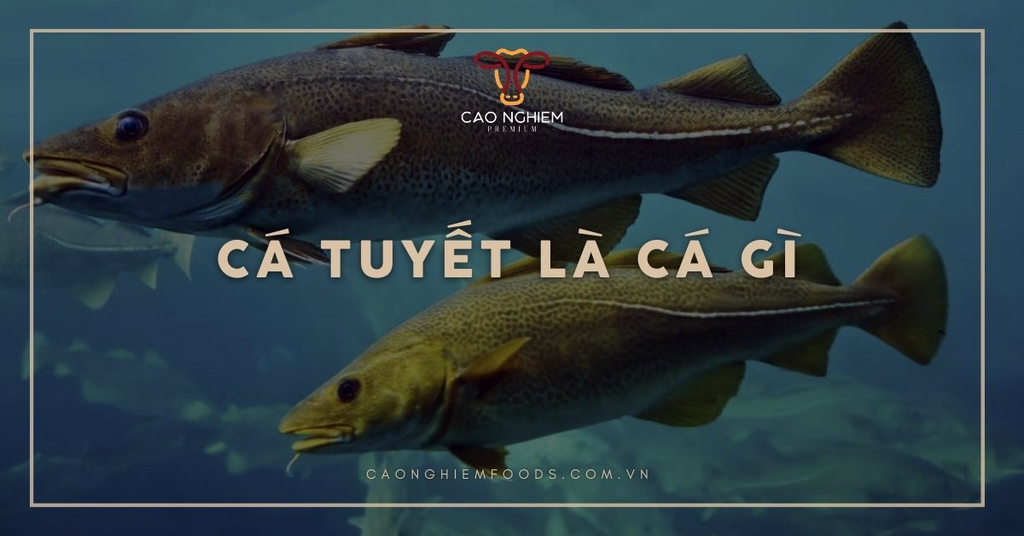 Cá tuyết là cá gì? Phân loại, dinh dưỡng và cách chế biến ngon