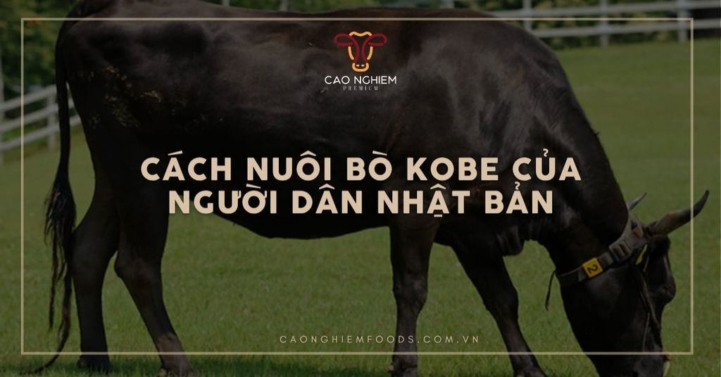 Cách nuôi bò Kobe của người dân Nhật Bản