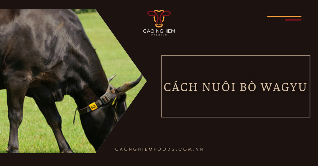 Cách nuôi bò Wagyu để tạo nên loại thịt đắt nhất thế giới