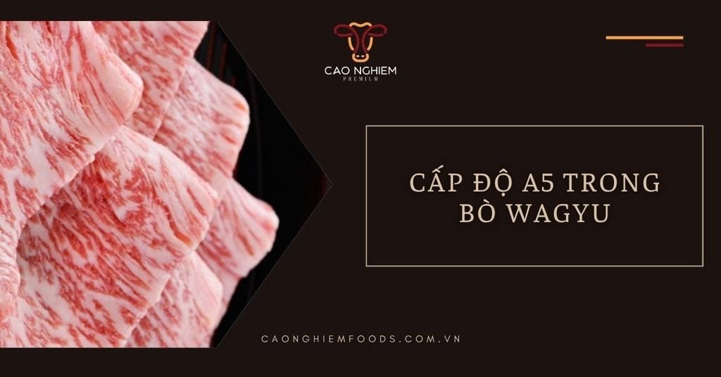 Cấp độ A5 trong bò Wagyu: Tiêu chuẩn cao của thịt bò Nhật Bản