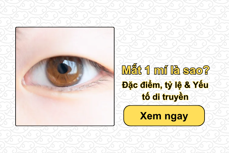 Mắt 1 mí là sao?  Đặc điểm, tỷ lệ & Yếu tố di truyền