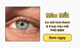 Màu Mắt: Cơ chế hình thành & 8 loại màu mắt PHỔ BIẾN