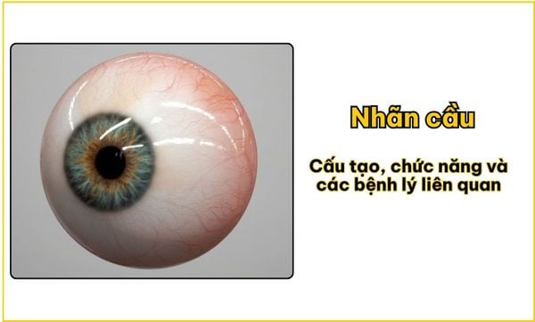 Nhãn cầu: Cấu tạo, chức năng và các bệnh lý liên quan