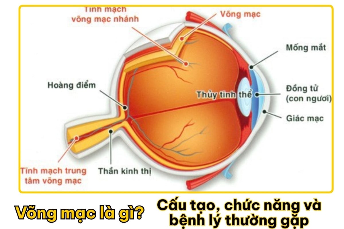 Võng mạc là gì? Cấu tạo, chức năng và bệnh lý thường gặp