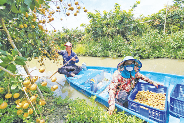 Nỗ lực nâng cao chuỗi giá trị trái cây