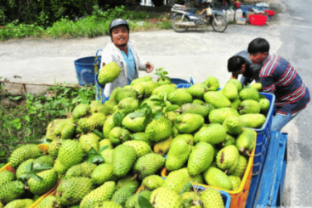 'Vùng đất vàng’ của nông nghiệp hàng hóa
