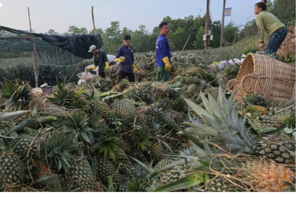Đồng Tháp sản xuất khóm thông minh, chinh phục mọi thị trường