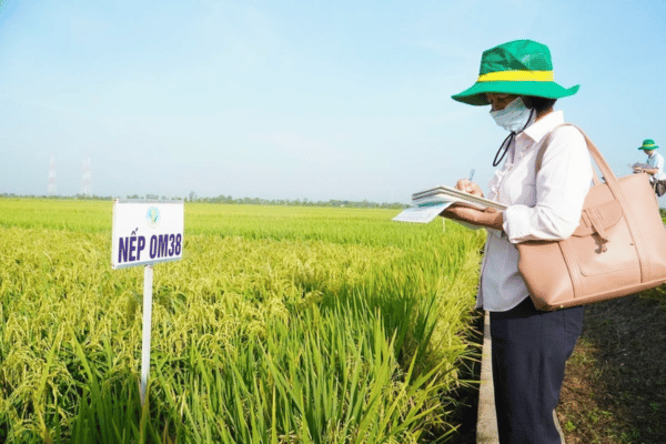 Đổi mới công tác khuyến nông theo tư duy kinh tế nông nghiệp xanh