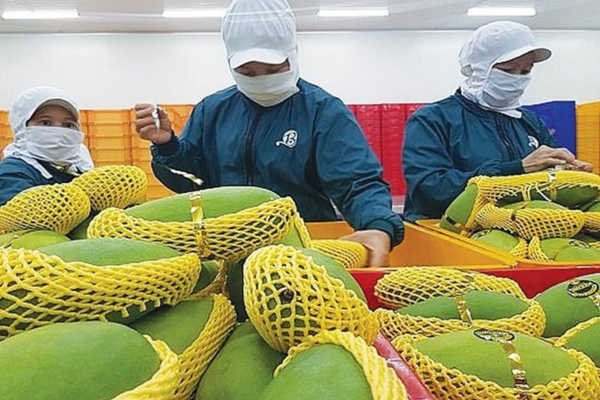 Liên kết vùng - nền tảng phát triển nông nghiệp bền vững