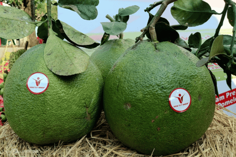 Lô bưởi da xanh đầu tiên xuất chính ngạch sang Australia