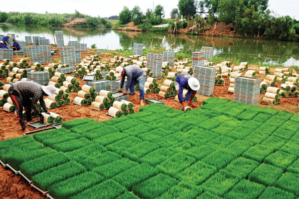 Phát thải thấp - ngành trồng trọt tiến vào 'thời kinh tế carbon'