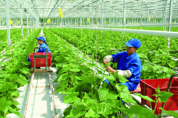 Khởi nghiệp xanh mở lối phát triển bền vững cho kinh tế nông thôn Việt Nam