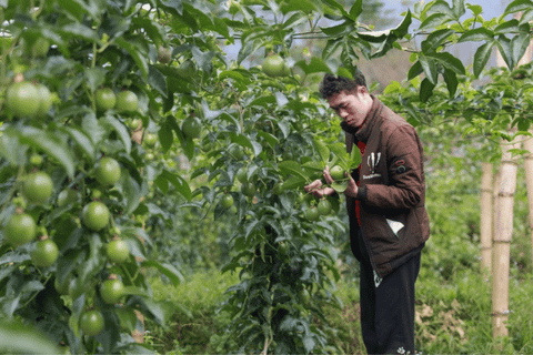 Thanh long, chanh leo, sầu riêng xuất khẩu sang EU đang bị kiểm soát thế nào?