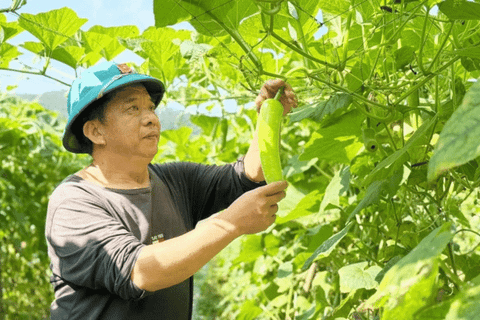 Giống mới, kỹ thuật mới - đòn bẩy giúp nông dân làm giàu trên đất màu