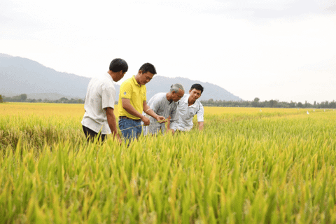 'Cai' thuốc bảo vệ thực vật cho nông sản