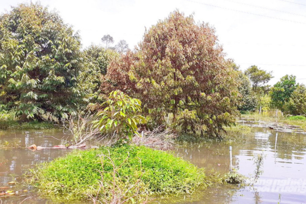5 nhóm giải pháp phục hồi vườn cây ăn trái bị ngập úng ở ĐBSCL