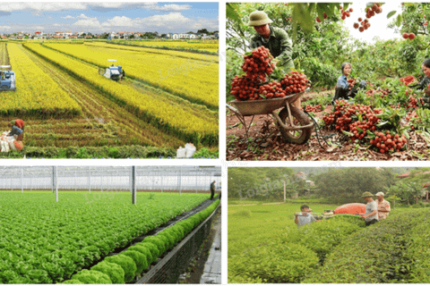 Nông nghiệp - Môi trường: Hợp lực vì tương lai xanh