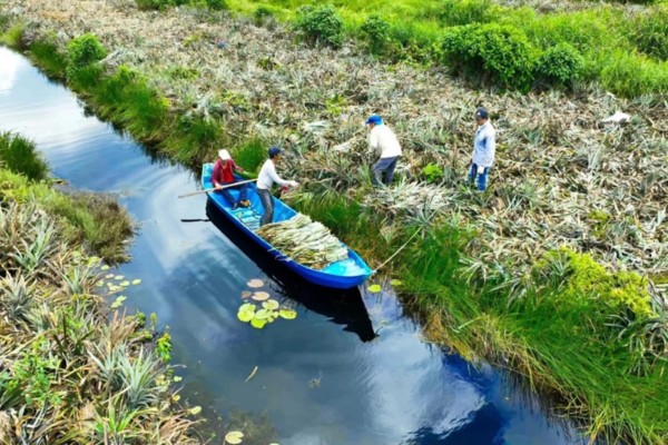 Biến lá cây dứa bỏ đi thành sợi vải, thu hơn 2 tỷ mỗi tháng
