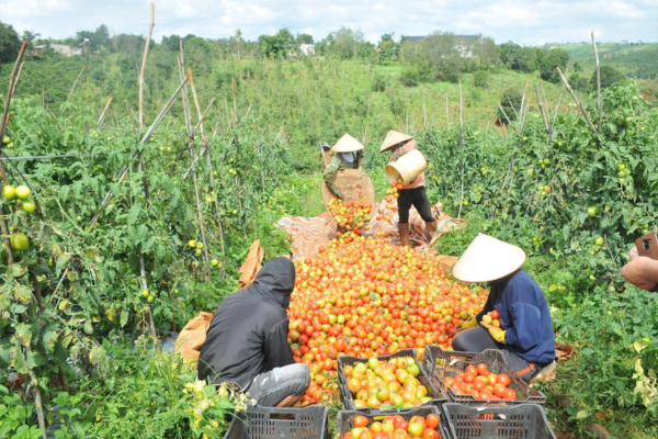 Kinh tế tuần hoàn – Giải pháp phát triển nông nghiệp bền vững