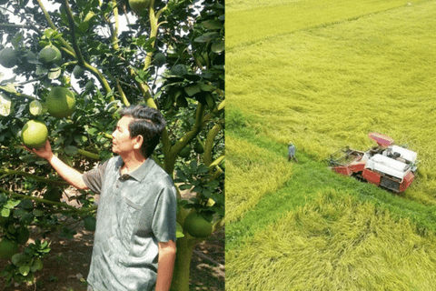 TP.HCM cho phép chuyển đổi đất trồng lúa sang nhiều loại cây trồng lâu năm