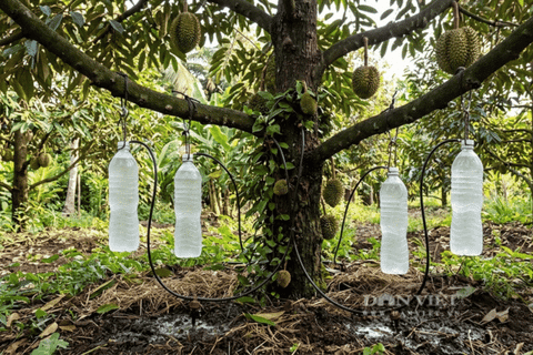 Sáng kiến 'một gốc cây bốn bình nước', một người Tiền Giang, nay là Đồng Tháp đưa vườn 'cây tỷ đô' vượt hạn mặn ngon ơ