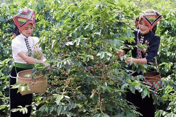 Thúc đẩy chuyển đổi hệ thống lương thực, thực phẩm theo hướng xanh, ít phát thải và bền vững