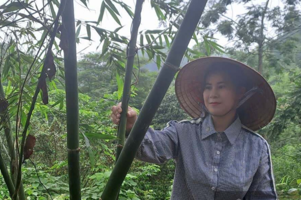 Nữ nông dân Thái Nguyên “đánh thức” đất đồi bằng măng lục trúc và cây dược liệu quý