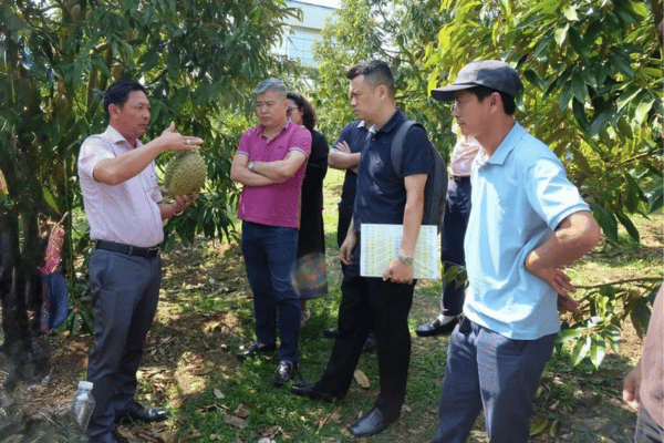 Dán tem truy xuất nguồn gốc sầu riêng tại vườn