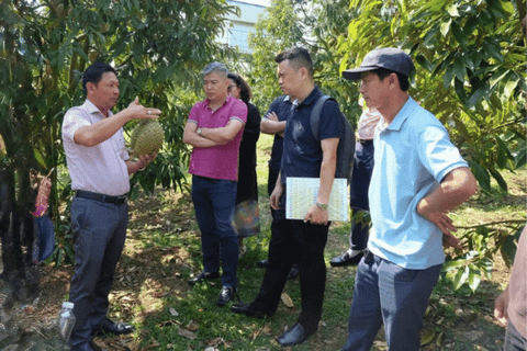 Dán tem truy xuất nguồn gốc sầu riêng tại vườn