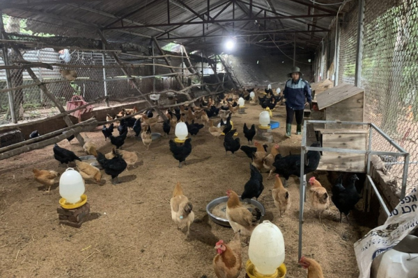 Chăn nuôi an toàn bằng chế phẩm vi sinh: Chìa khóa phát triển kinh tế xanh