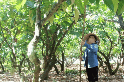 Biến vỏ ca cao thành than sinh học, nông dân Đồng Nai giữ đất màu mỡ, bán được cả tín chỉ carbon