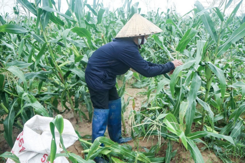 Nỗ lực khôi phục sản xuất sau dịch bệnh, thiên tai và củng cố vị thế nông sản Việt Nam trên thị trường quốc tế