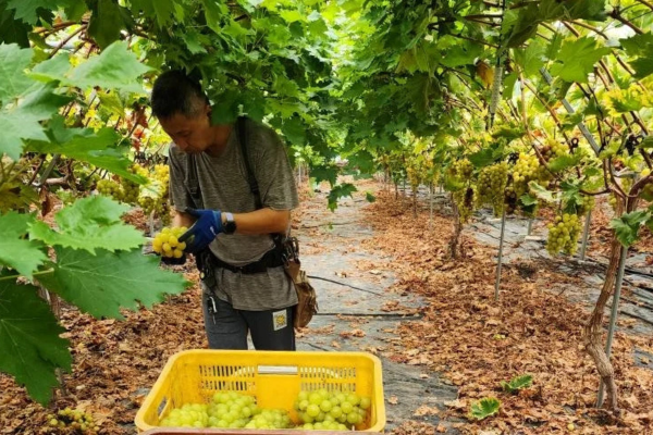 'Lá chắn' bảo vệ nông dân