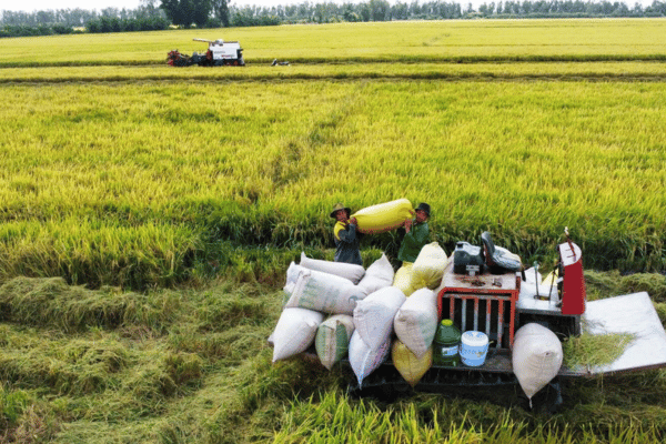 Ông lớn ngành gạo chỉ ra 