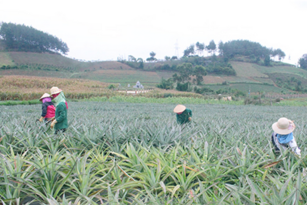 Xây dựng vùng nguyên liệu đạt chuẩn, đẩy mạnh xuất khẩu nông sản