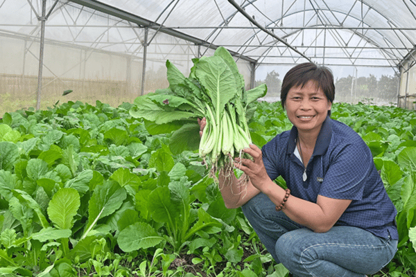 Trồng rau hữu cơ “5 không” trong nhà kính